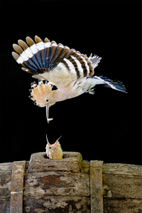 Anne ve Yavru Kuş Desenli Dijital Baskılı Halı - Thumbnail
