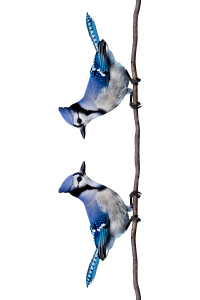 Aşık Mavi Kuşlar Dijital Baskılı Halı - Thumbnail