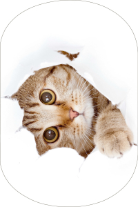 Çılgın Kedi Desenli 2'li Banyo Paspası (50x60 cm - 60x100 cm) - Thumbnail