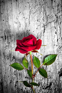 Gülün Sadeliği Dijital Baskılı Halı Örtüsü HRC1923 - 2