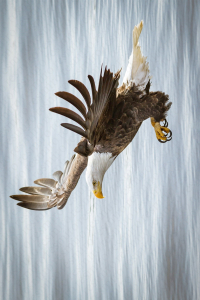 Kartal Tasarımlı Dijital Baskılı Halı - 2