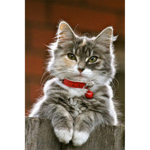 Kedi Desenli Dijital Baskılı Halı - 2