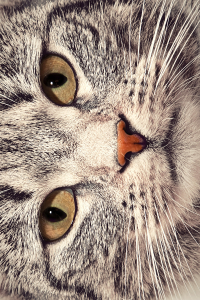 Kedi Silüeti Tasarımlı Dijital Baskılı Halı - Thumbnail