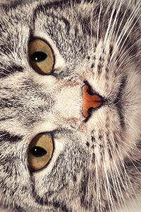 Kedi Silüeti Tasarımlı Dijital Baskılı Halı - 2