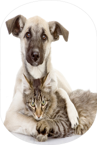 Kedi Ve Köpek Desenli 2'li Banyo Paspası (50x60 cm - 60x100 cm) - 2