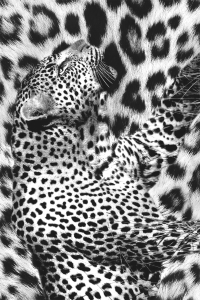 Leopar Doku Bütünleşmesi Dijital Baskılı Halı - 2