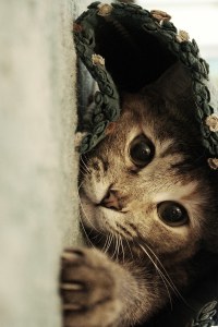 Pati Uzatan Sevimli Kedi Dijital Baskılı Halı - Thumbnail