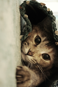 Pati Uzatan Sevimli Kedi Dijital Baskılı Halı - 2