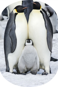 Penguen Ailesi Desenli 2'li Banyo Paspası (50x60 cm - 60x100 cm) - 2
