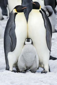 Penguen Ailesi Tasarımlı Dijital Baskılı Halı - 2