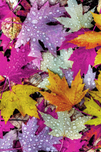 Renkli Sonbahar Yapraklı Desen Dijital Baskılı Halı - Thumbnail