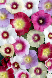 Soft Çiçekler Renk Karmaşası Dijital Baskılı Halı - Thumbnail