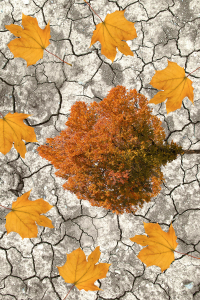 Sonbahar Ağacı Desenli Dijital Baskılı Halı - Thumbnail