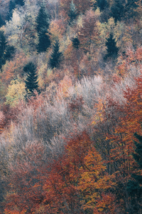 Sonbahar Mevsimleri Ve Orman Dijital Baskılı Halı Örtüsü HRC1800 - Thumbnail
