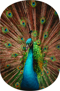 Tavus Kuşu 2'li Banyo Paspası (50x60 cm - 60x100 cm) - 2