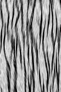 Uzun Zebra Dijital Baskılı Halı - Thumbnail